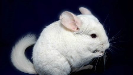 White Chinchilla Varieties and Cultivation