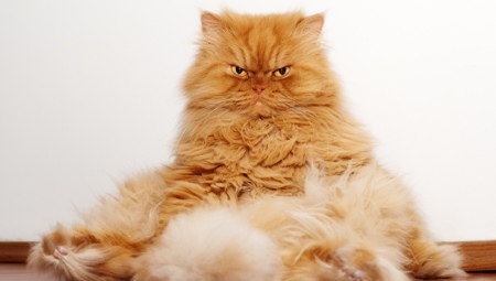 Røde persiske katte: egenskaber og træk ved pleje