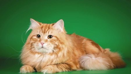 القطط سيبيريا الحمراء: تولد الخصائص والمحتوى