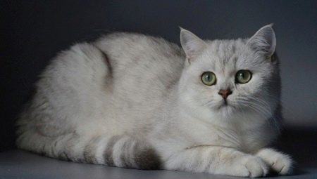 Sidabro britų šinšilos: kačių aprašymas ir priežiūra