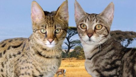 Serengeti: popis plemene koček, zejména obsahu
