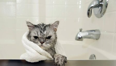 Syampu kucing: bagaimana untuk memilih dan menggunakannya?
