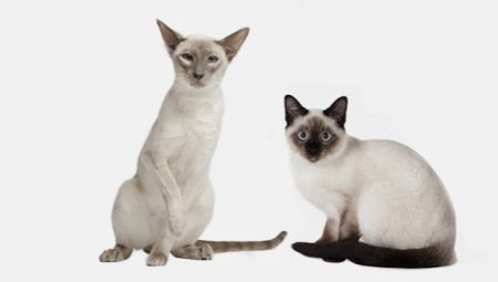 Similarities and differences of Siamese and Thai cats