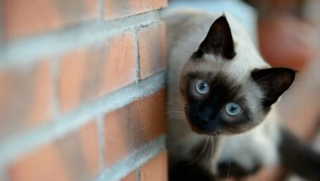 חתולים סיאמיים: תכונות ואופי
