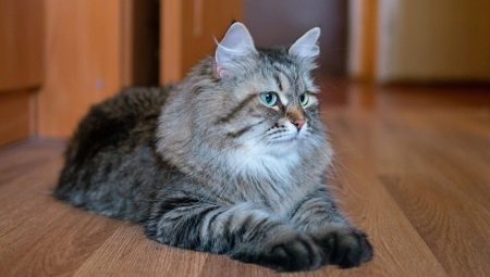 Gatos siberianos de cor cinza: características e características do cuidado