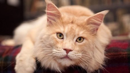 How many years did Maine Coons live and how to prolong their life span?