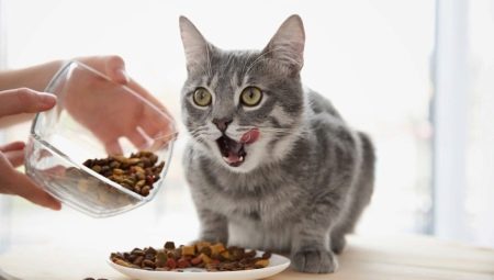 Hvor mange ganger om dagen er det nødvendig å mate en katt og hva er det avhengig av?