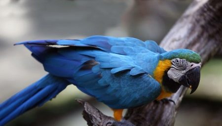 Mennyi ideig él egy ara papagáj és mi befolyásolja a várható élettartamot?