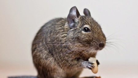 How many degu live and what does it depend on?