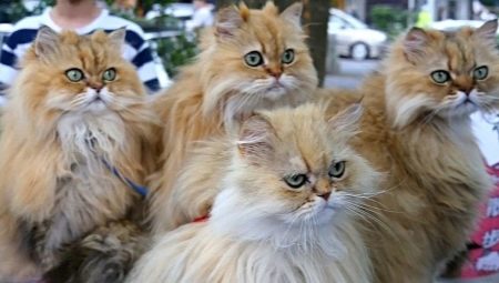 ¿Cuántos gatos persas viven?