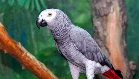 How many live parrots Jaco?