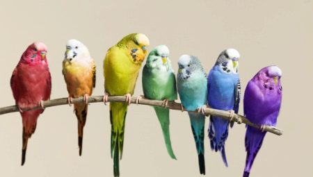 Hány papagáj él?