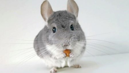 How many chinchillas live?