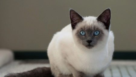 Hur många Siamese katter lever och vad beror det på?