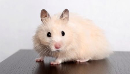 Hamster Syria sống ở nhà bao lâu?