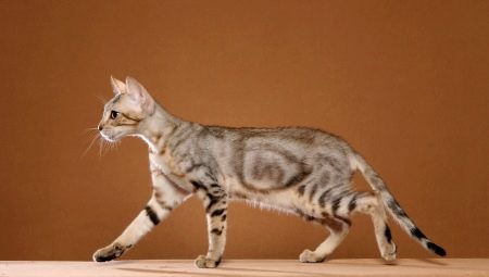 Sokok: beschrijving van het kattenras, met name de inhoud en de keuze van bijnamen
