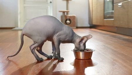 Patarimai, kaip pasirinkti maistą sfinkso katėms