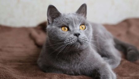 List of names for British gray cats