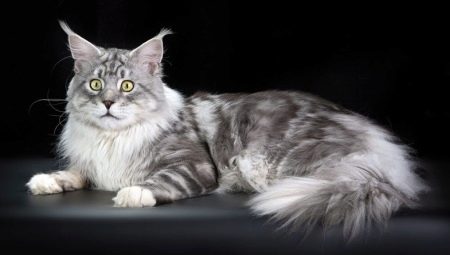 Comparison of Maine Coon with ordinary cats