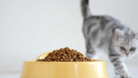 Confrontando alimenti secchi per gatti