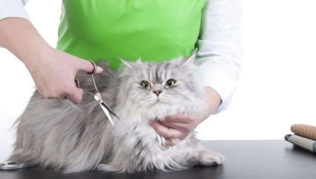 Haircut katter: funksjoner og anbefalinger
