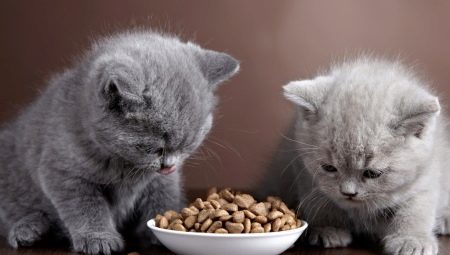 Kedi yavruları için birinci sınıf kuru yem