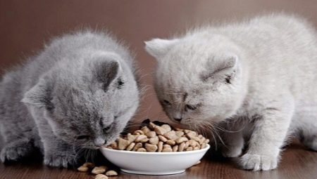 Makanan kering untuk anak kucing: petua memilih dan ciri-ciri penggunaan