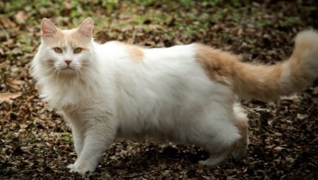 Van turco: uma descrição da raça dos gatos, mantendo e reproduzindo