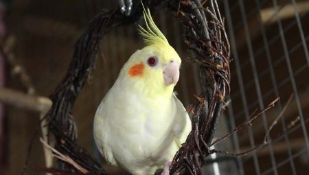 Care and maintenance of the cockatiel parrot