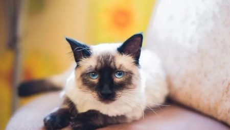 Farve muligheder for thailandske katte