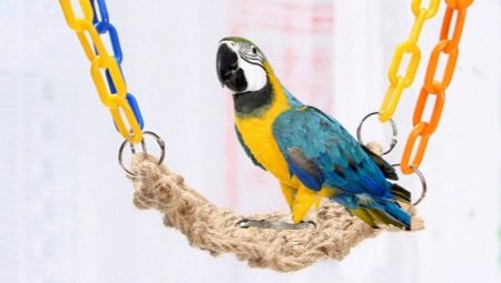 Types and selection of toys for the parrot