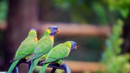 Medium sized parrots and their content