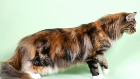 Everything you need to know about tortoiseshell Maine Coons