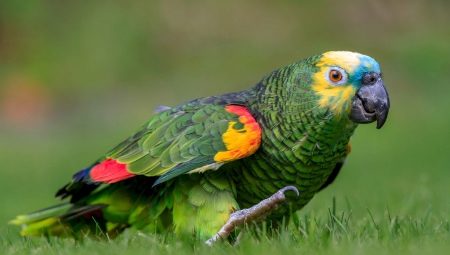 Minden, amit tudni kell az Amazon papagájokról