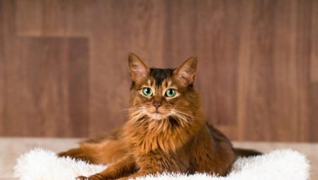 Everything you need to know about Somali cats