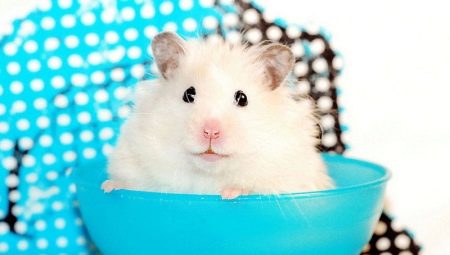 Totul despre hamsterii albi