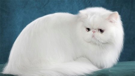 Vše o bílých perských kočkách a kočkách