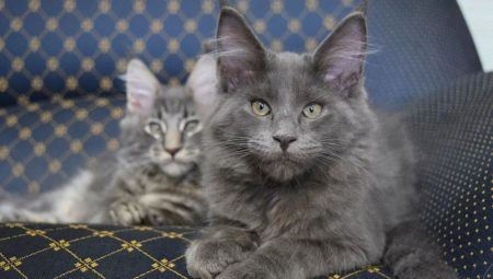 All about Maine Coon blue color