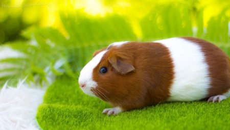 All about guinea pigs: what do they look like, where do they live and how to contain them?