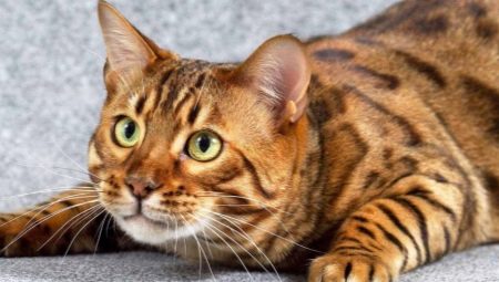 All about marble Bengal cats