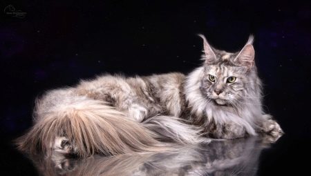 Tutto su marmo Maine Coons