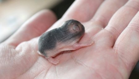 All about newborn hamsters
