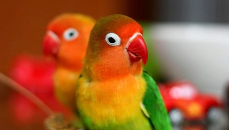 All about parrots lovebirds