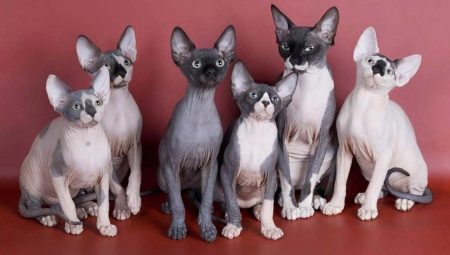 All about the Sphynx cat breed