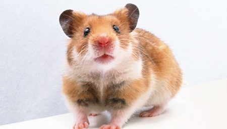 All about Syrian hamster