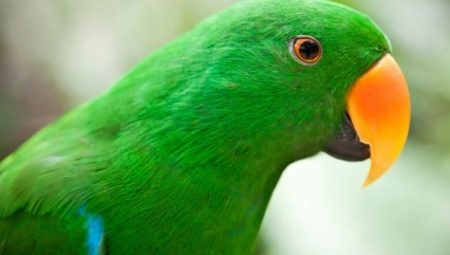 Yeşil papağan hakkında