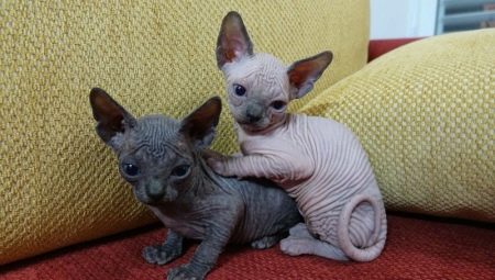 Choosing a name for a sphinx cat