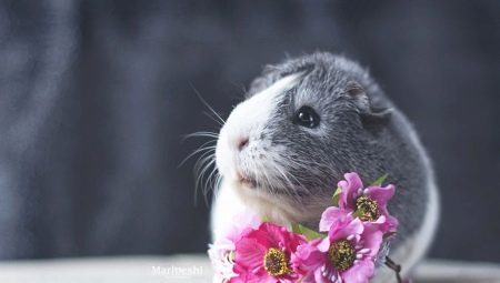 Choosing a name for a guinea pig-girl