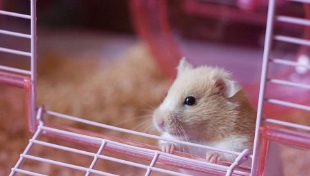 Hamster için bir dolgu maddesi seçmek