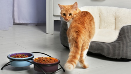 Att välja torr mat för äldre katter